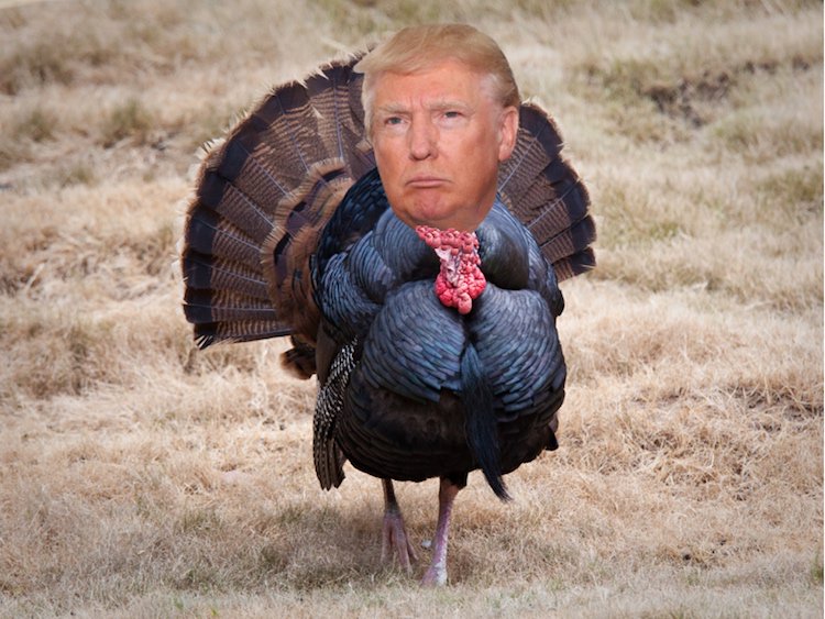 This Thanksgiving We Can Be Grateful that Trump is Such a Big Turkey