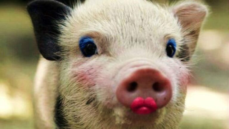 GOP Lipstick on Their Insurrection Pig